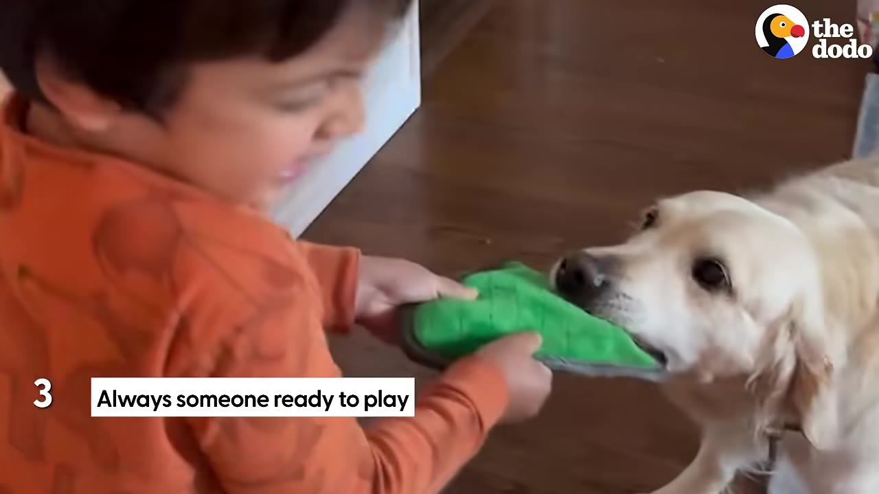 A young boy in an orange shirt plays tug-of-war with a golden retriever using a green plush toy.