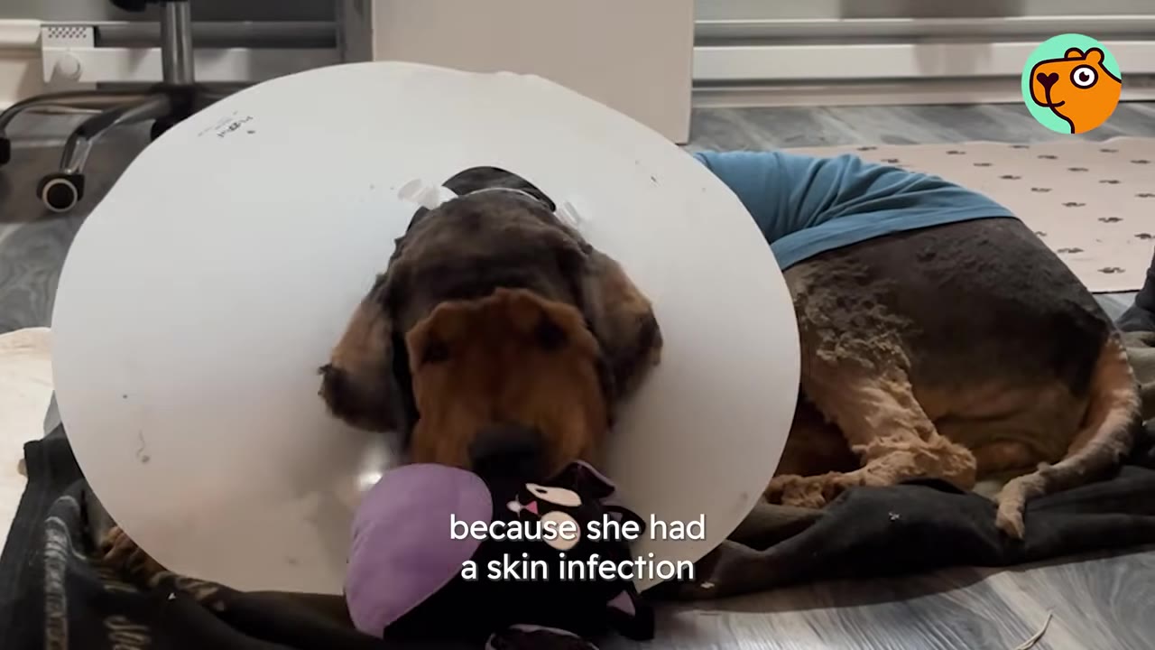 A dog wearing a white protective cone collar and a blue shirt lies on a blanket indoors while playing with a plush toy.