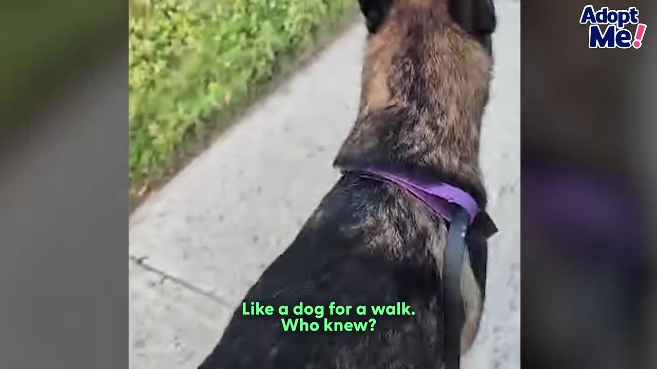A German Shepherd dog wearing a purple harness and a black leash is seen from behind as it walks along a concrete sidewalk next to a green hedge.