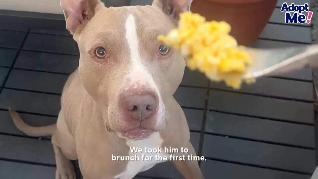 A light brown pit bull mix with a white stripe on his face looks up expectantly at a forkful of scrambled eggs.