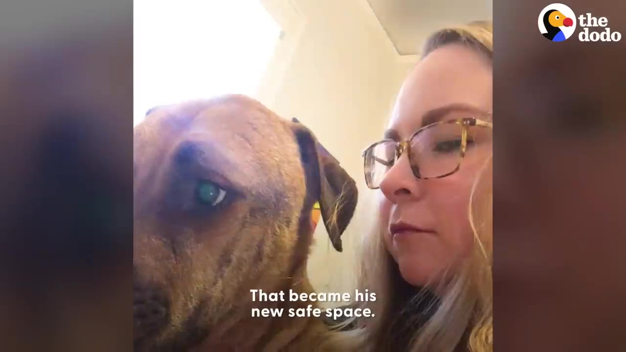 A woman wearing glasses sitting next to a large brown dog indoors.