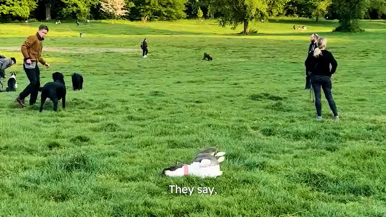 A black and white dog lies on a grassy field in a park, with other people and dogs visible at a distance.