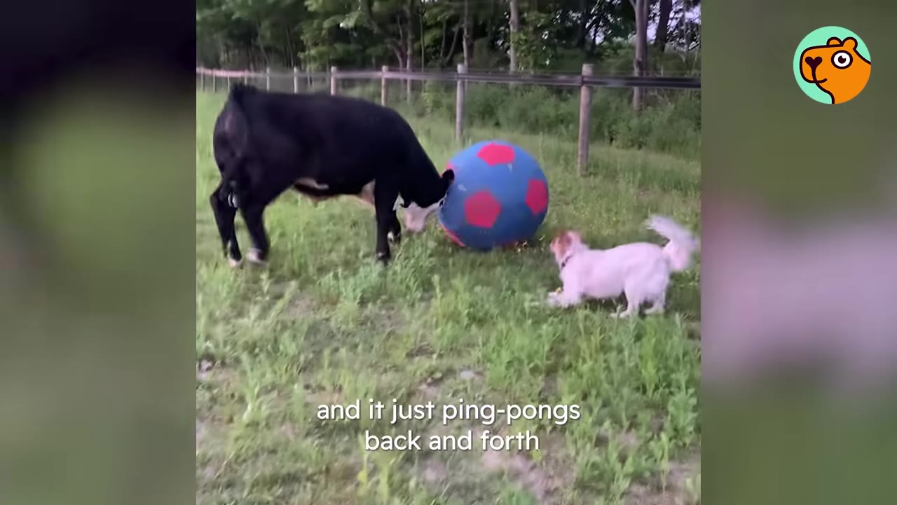 A black cow nudges a large blue and red soccer ball toward a small white dog in a grassy pasture.