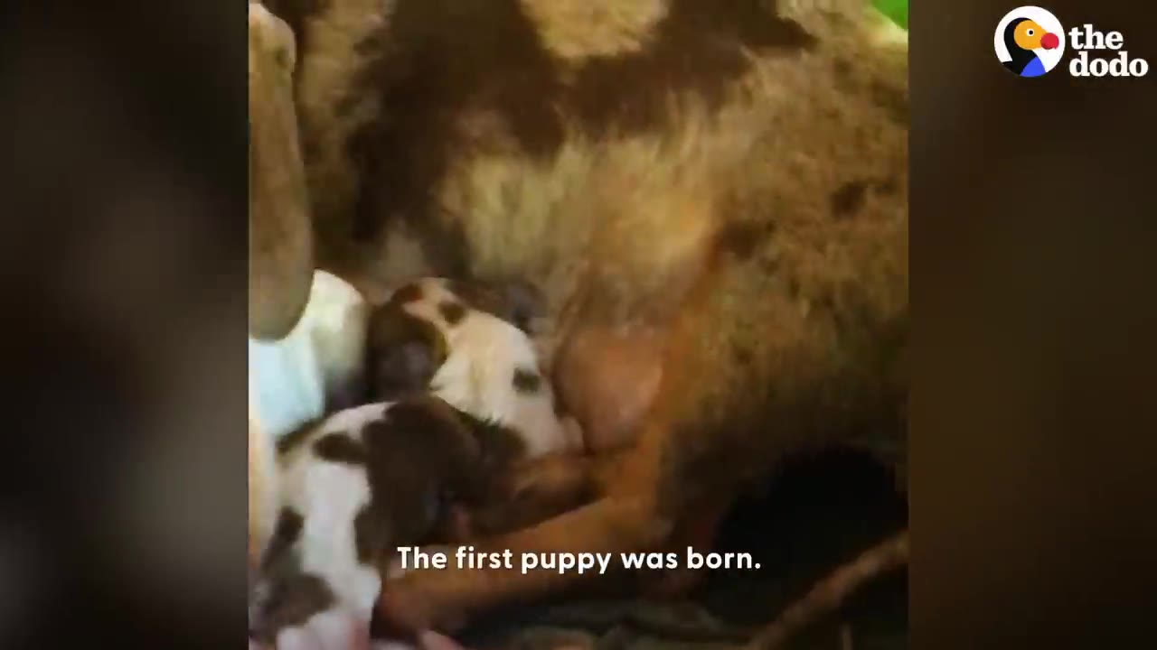 A newborn brown and white puppy lies next to its mother's belly, with the text overlay 'The first puppy was born.'