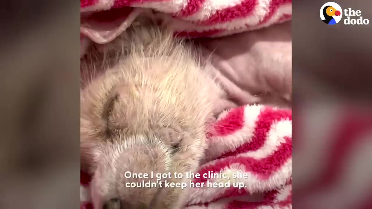 A tiny, weak puppy wrapped in a pink and white blanket lying with its eyes closed and head down.