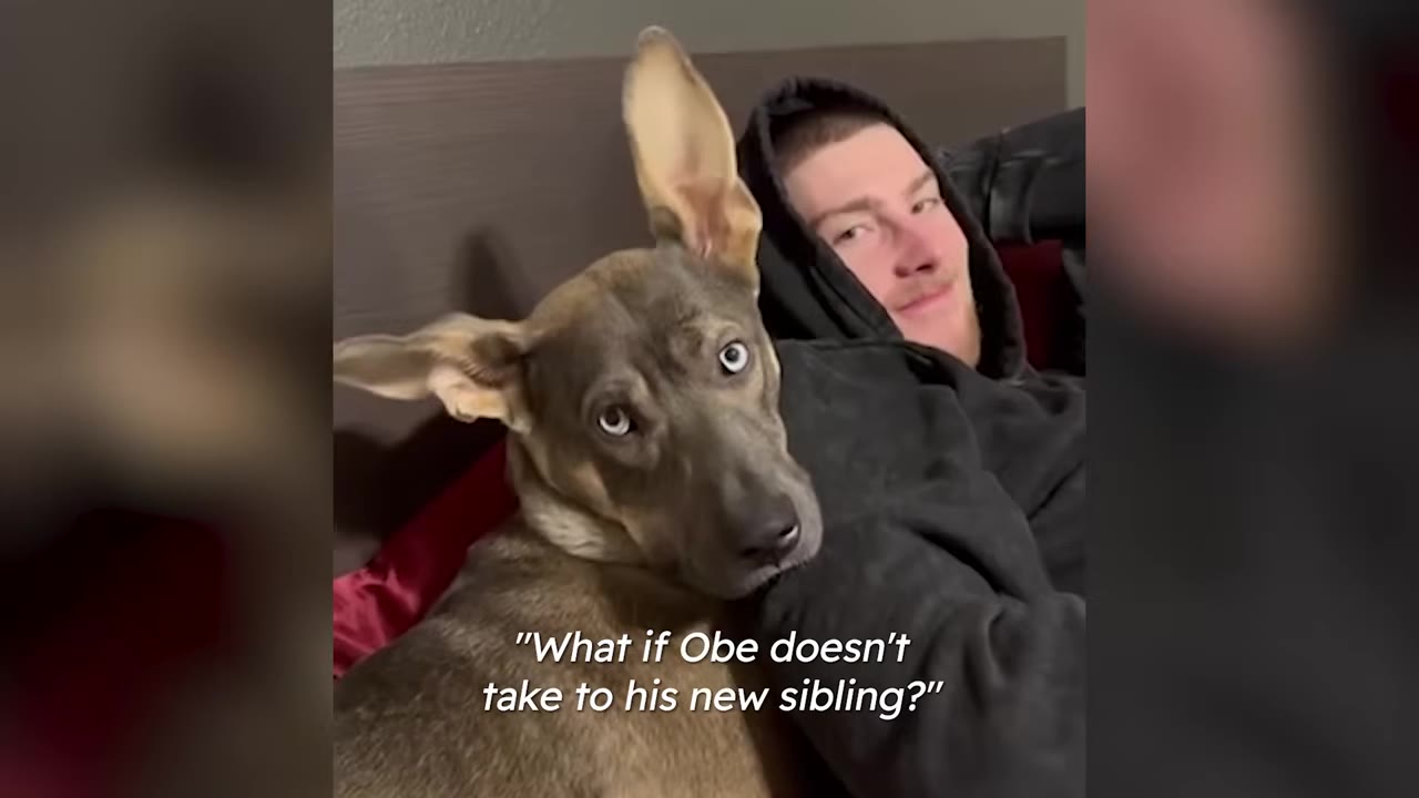 A brown dog with striking light eyes rests its head against a man in a black hoodie on a bed, looking directly forward.