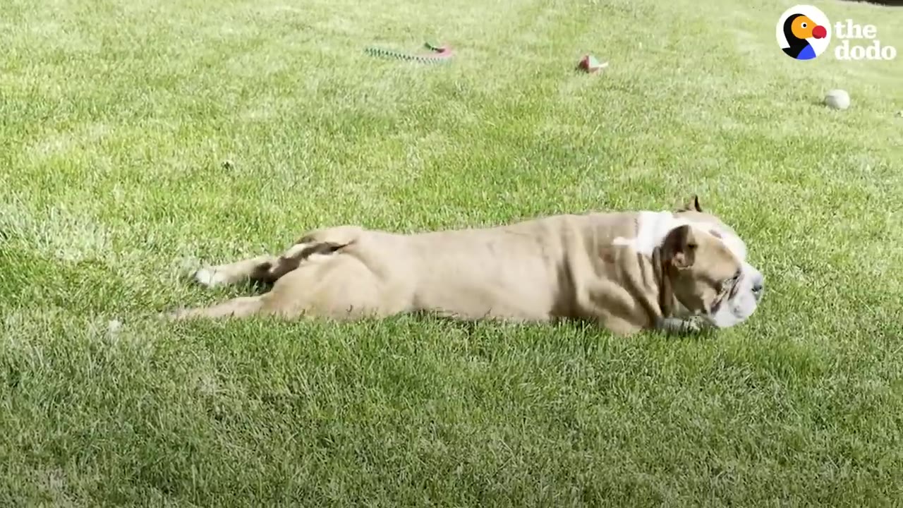 A tan and white bulldog-type dog lies flat on its stomach, splooting on a lush green lawn.