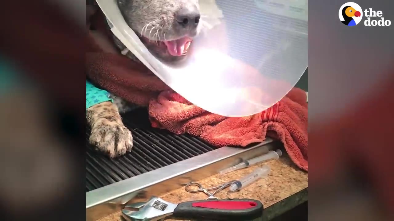 A close-up of a spotted dog wearing a plastic veterinary cone, panting happily on a table next to medical tools.