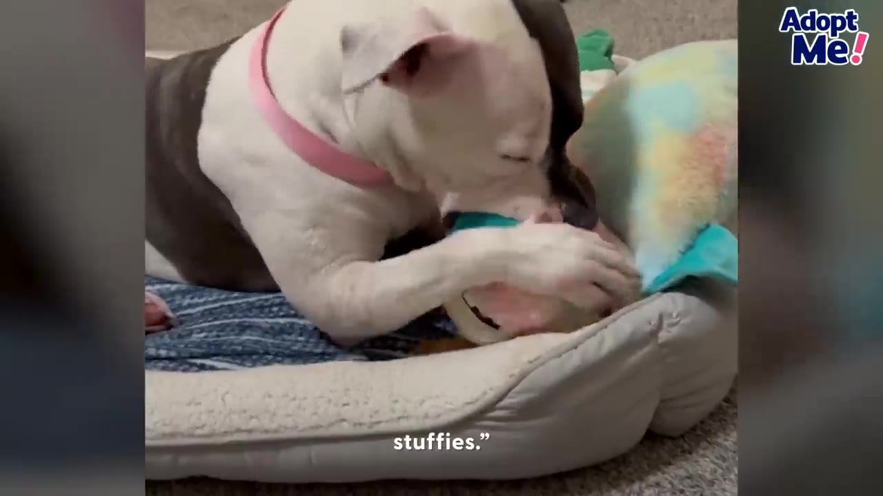 A white dog with dark markings lying comfortably in a plush pet bed while holding a stuffed toy.