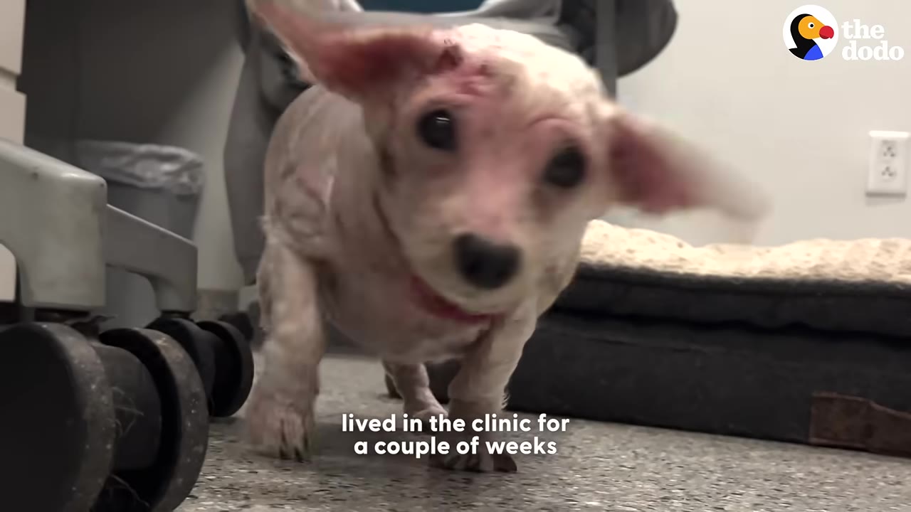 A small, light-colored dog with floppy ears walks forward on a clinic floor.