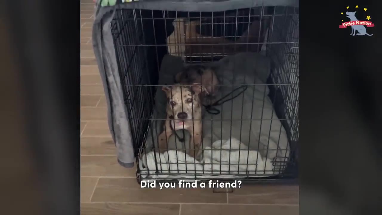 A spotted pit bull puppy sitting inside a wire dog crate lined with blankets.