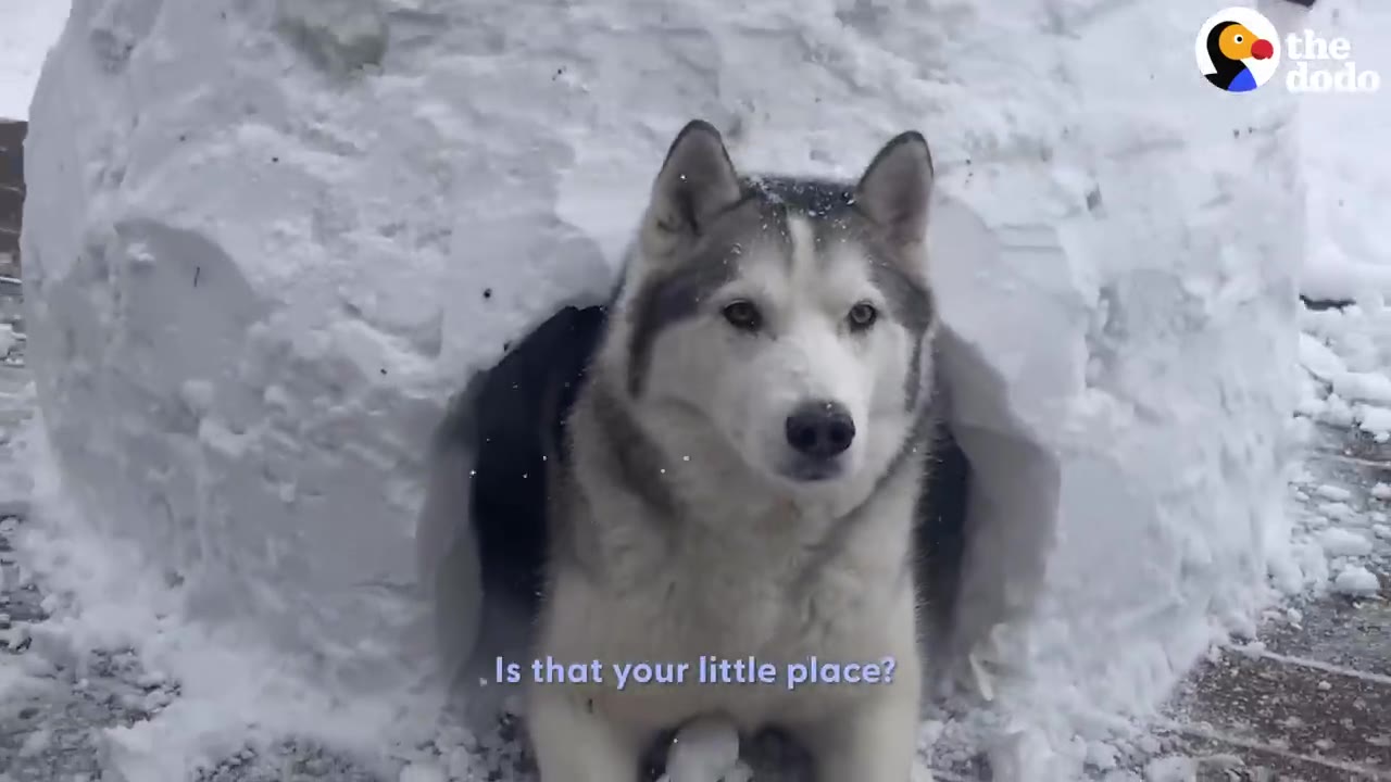 A husky dog sitting at the entrance of a snow igloo built on a wooden deck.