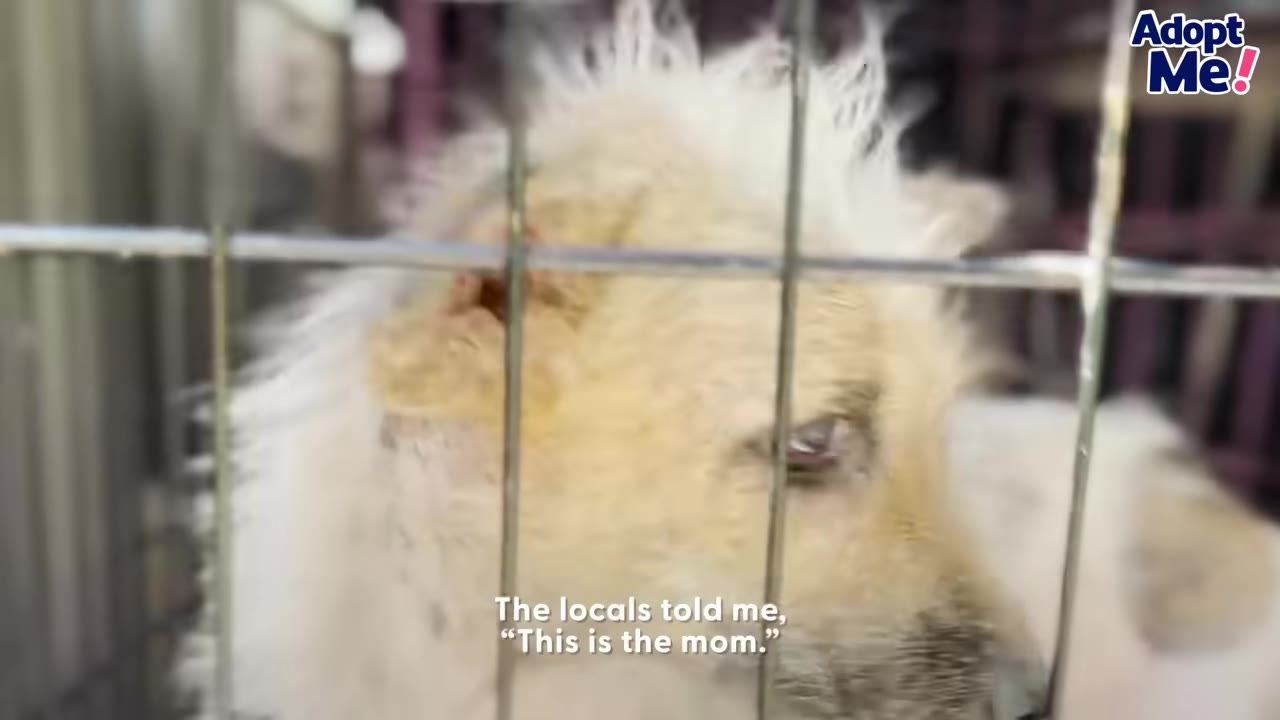 A light-colored, scruffy dog looking through the metal bars of a cage, with text overlay reading, 'The locals told me, "This is the mom."'