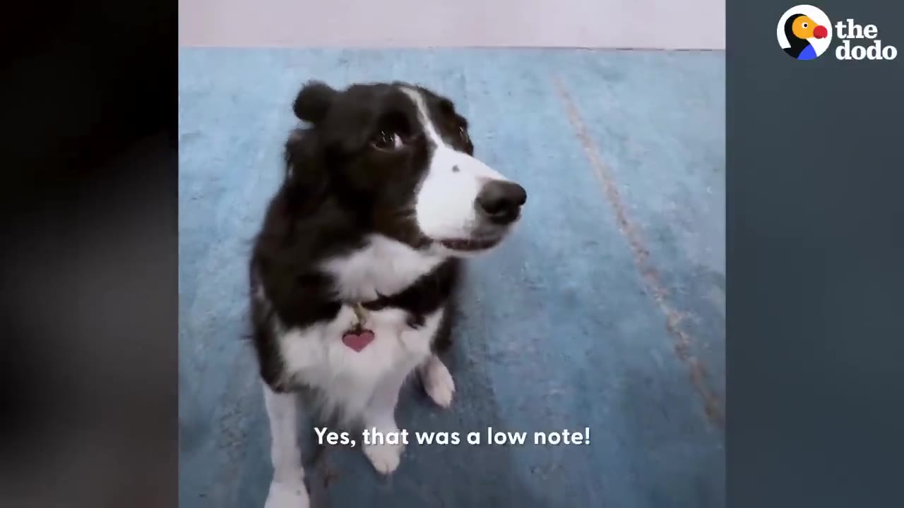 A black-and-white dog sits on a blue carpet looking up attentively.