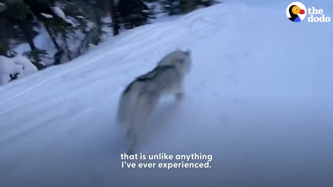 A husky running forward down a snowy mountain slope.