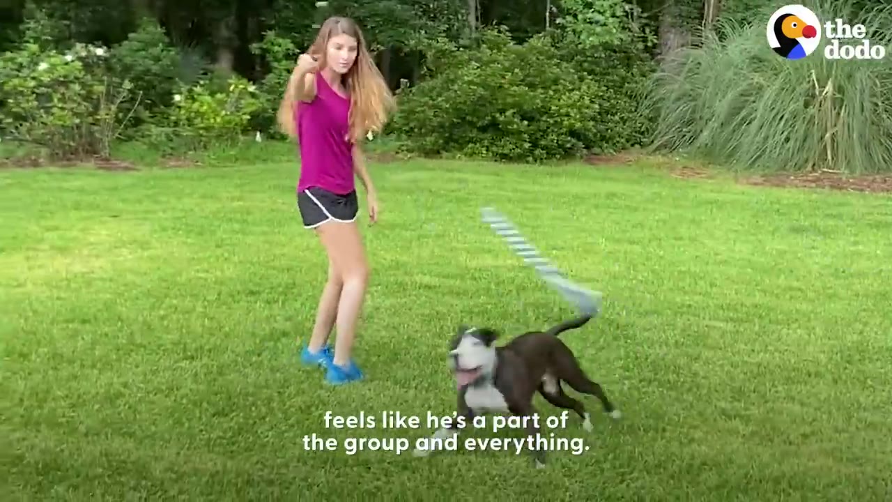 A young woman playing outside on a grassy lawn with a black and white dog that is running cheerfully.