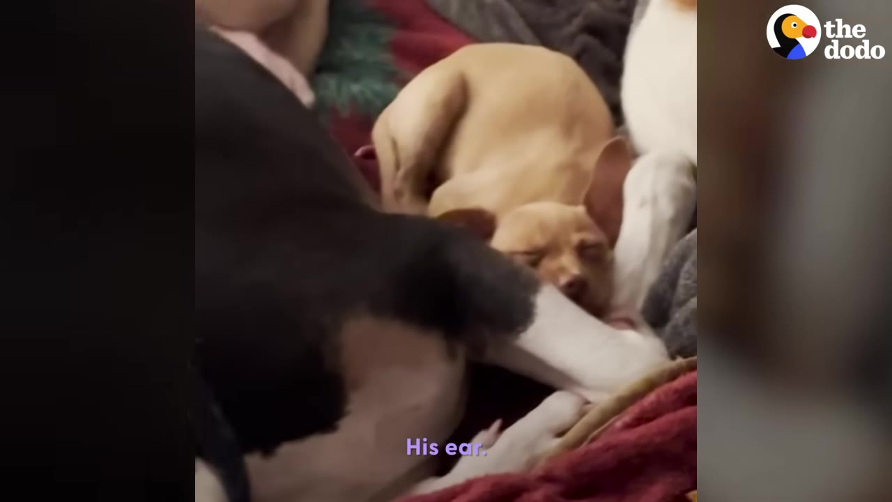 A small tan puppy sleeping peacefully on a blanket alongside other dogs.