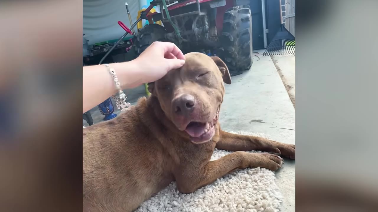 A person's hand gently petting a brown dog resting on a white rug.