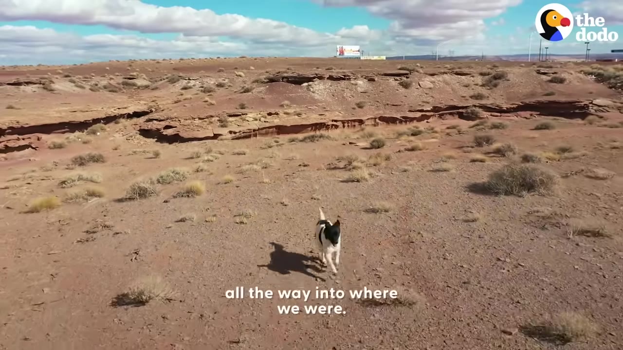 An aerial view of a black and white dog running across a desert landscape towards the camera.