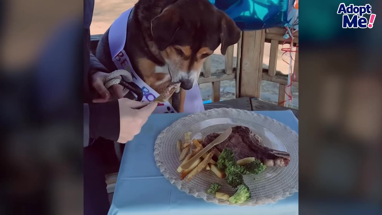 A dog wearing a sash taking a piece of food off a fork at an outdoor picnic table.