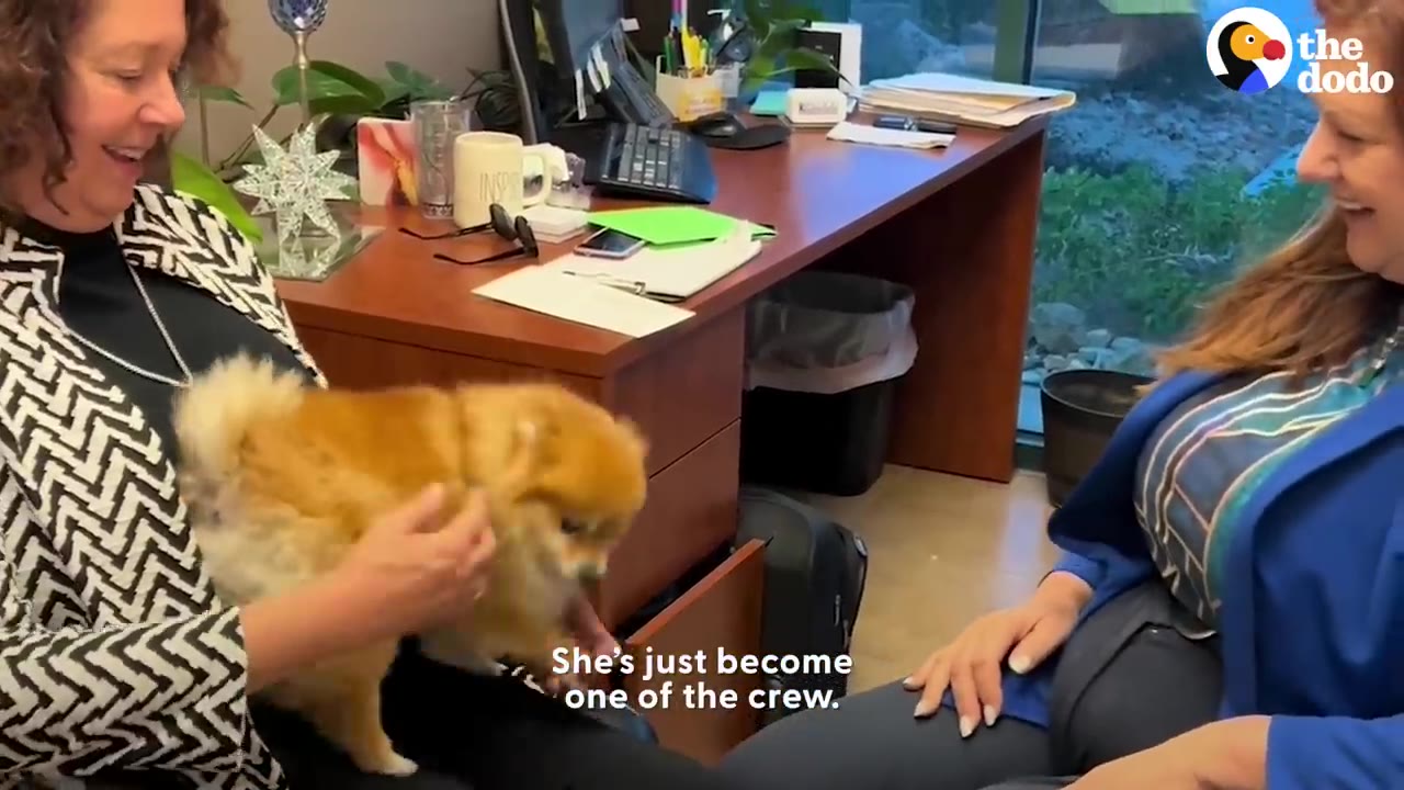 A small fluffy brown dog sitting on a woman's lap in an office while being petted next to a colleague.