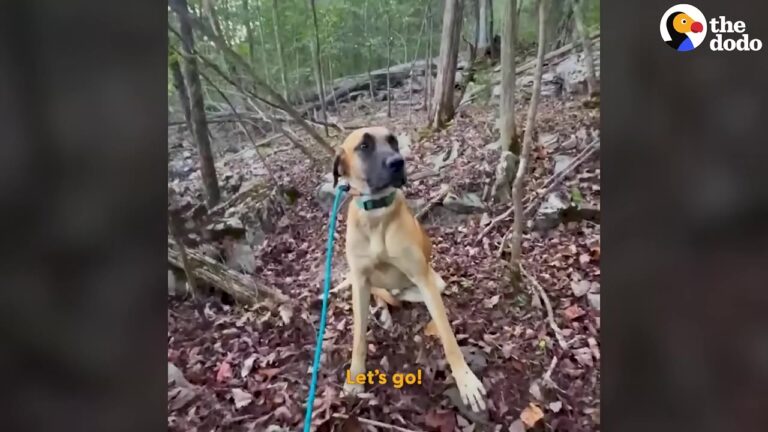 Great Dane Freezes In Fear Deep In Georgia Woods, Forcing His Rescuer To Make A Split-Second Choice