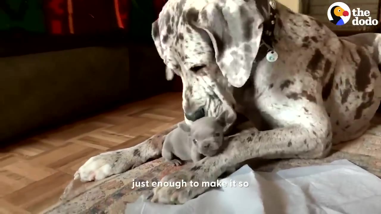 A tiny gray puppy sits on the floor next to a large spotted Great Dane resting its head gently over it.
