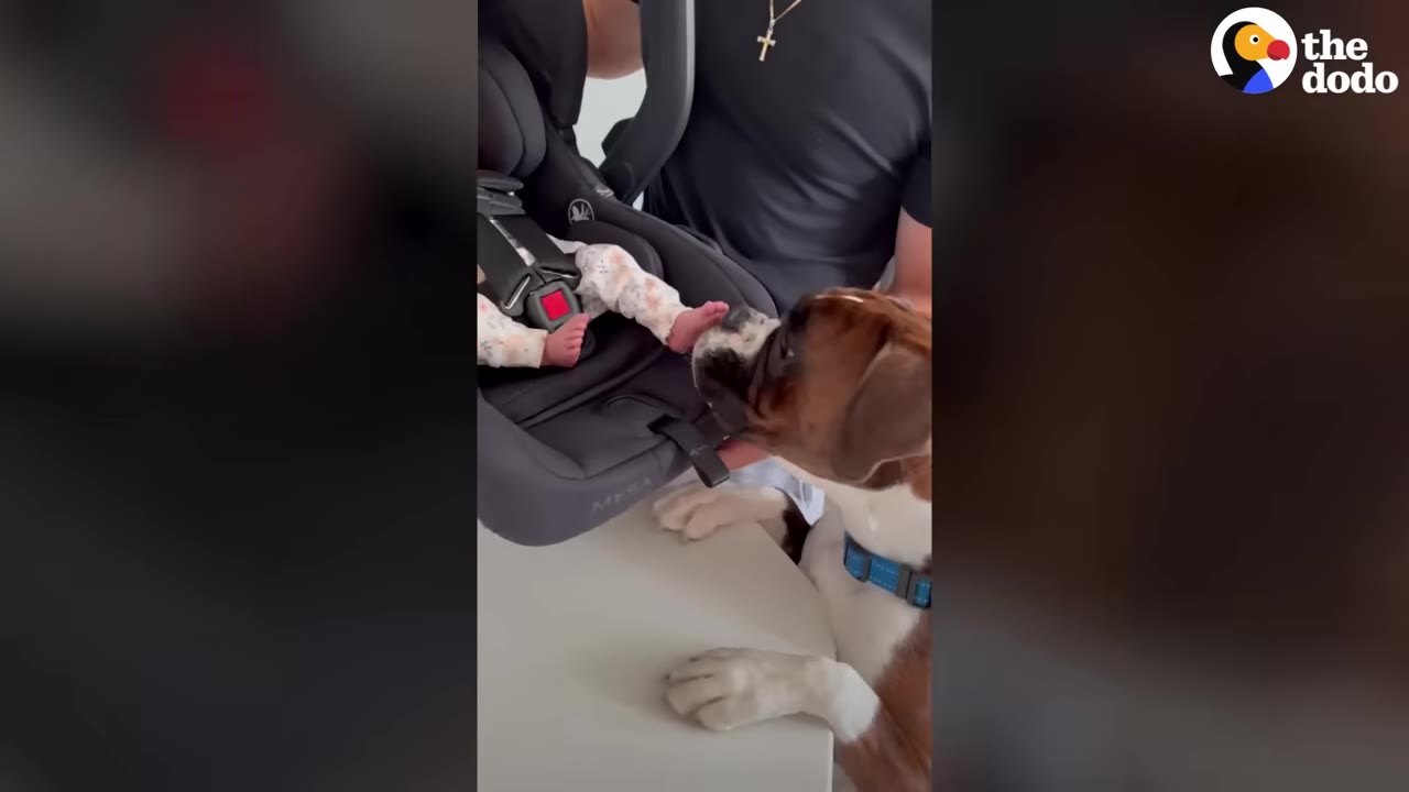 A Boxer dog gently sniffs the small feet of a newborn baby sitting in a baby carrier.