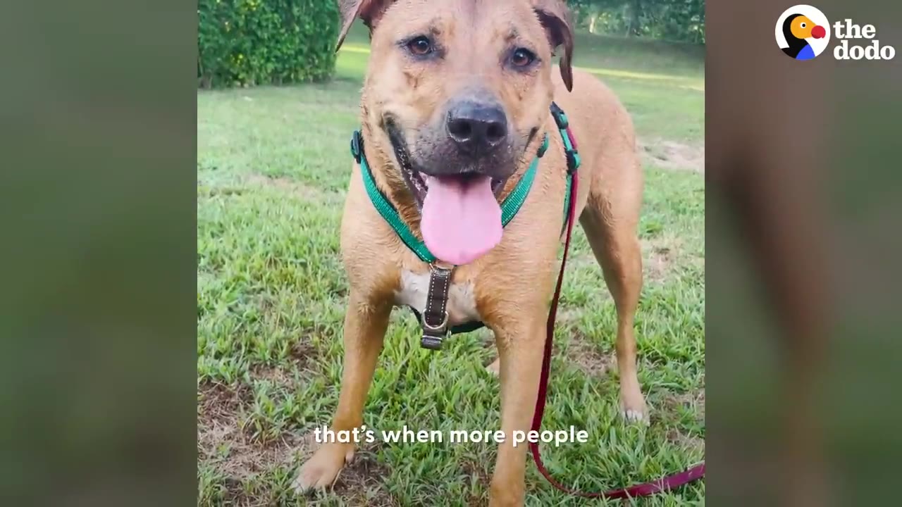 A brown dog wearing a teal harness standing in a grassy area with its tongue out.
