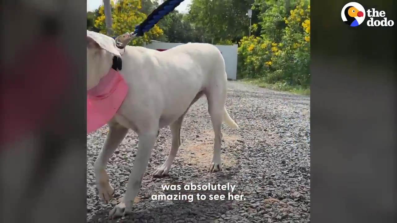 A white dog wearing a pink bandana walks on a gravel path, lifting its front paw.