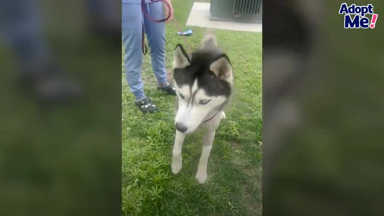 A husky stands outdoors on a grassy lawn while held on a leash by a person wearing blue scrubs.
