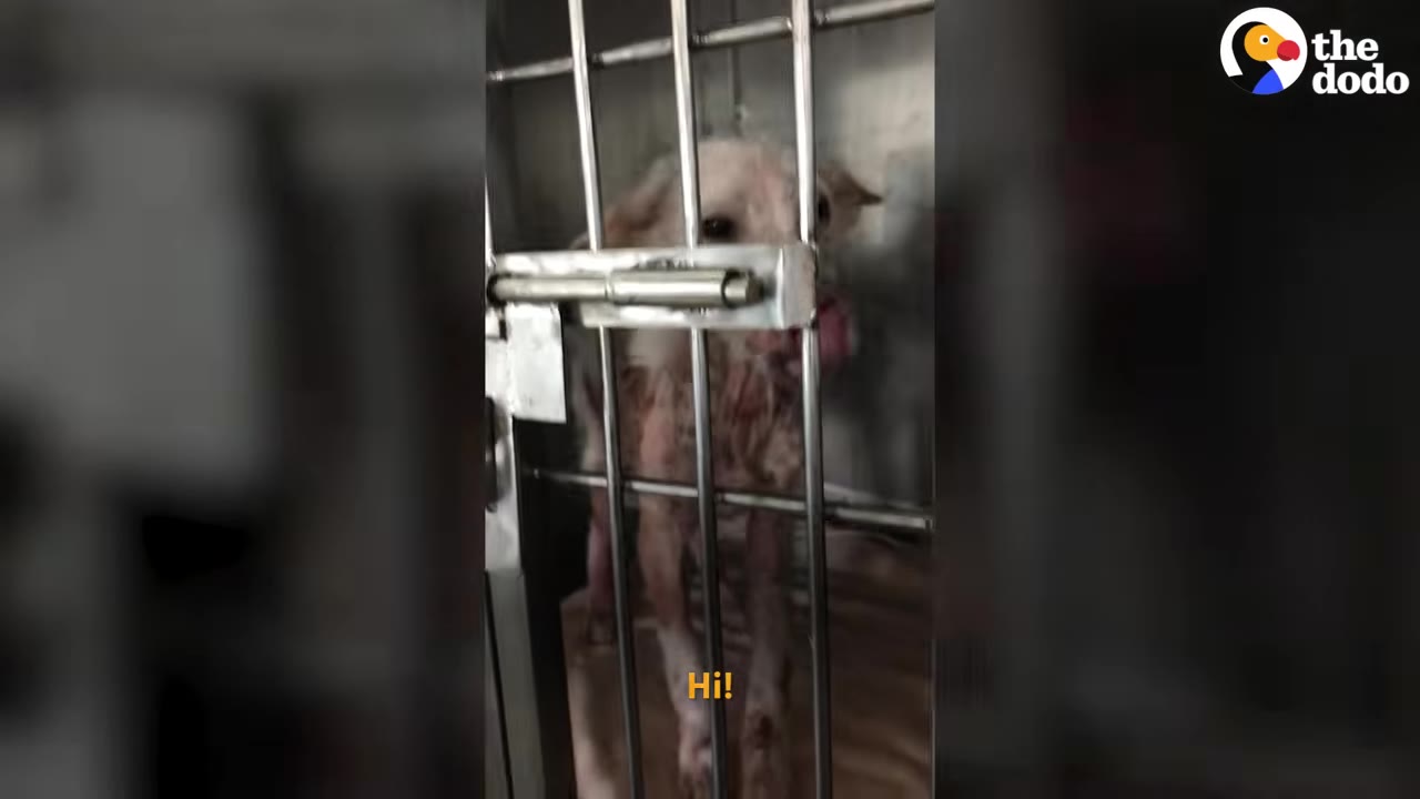 A small dog looking through the metal bars of a crate.