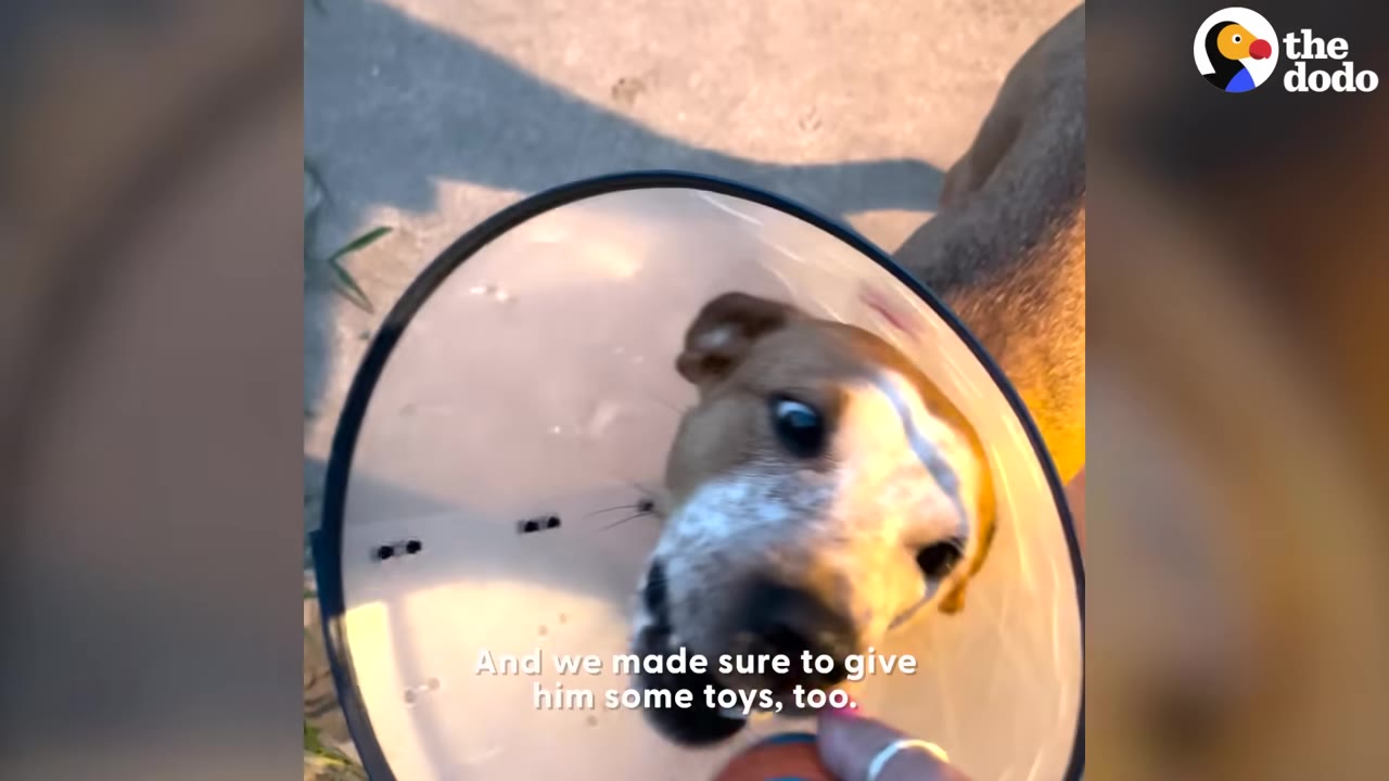 A close-up of a brown and white dog wearing a plastic recovery cone, looking up curiously as a hand offers a toy.