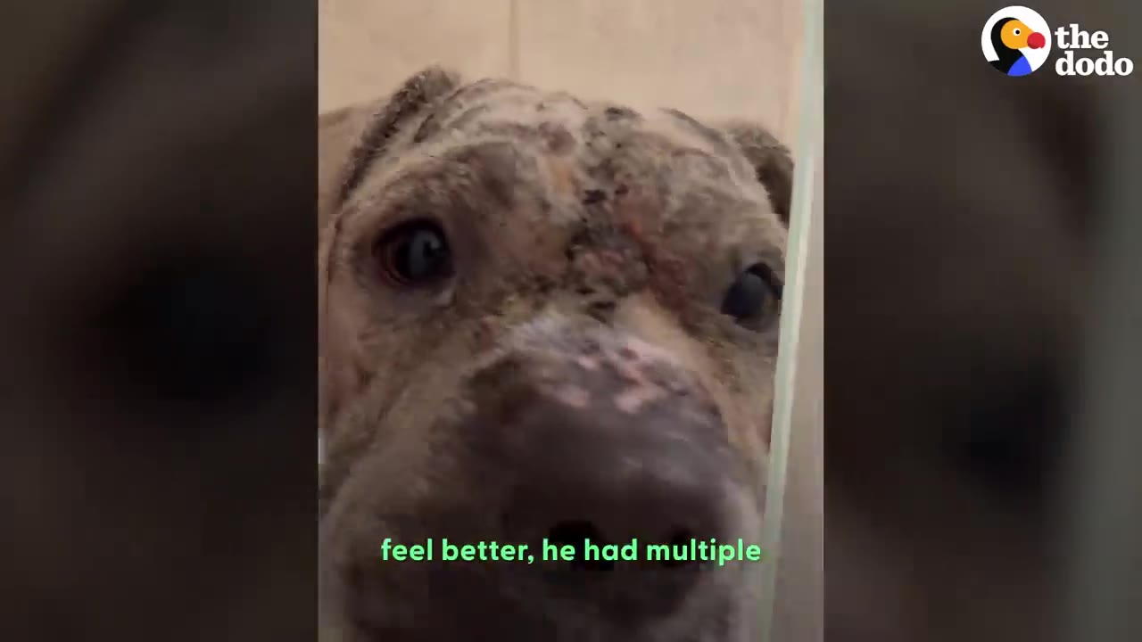 A close-up view of a dog's face showing dry, severe skin irritation on its forehead and snout.