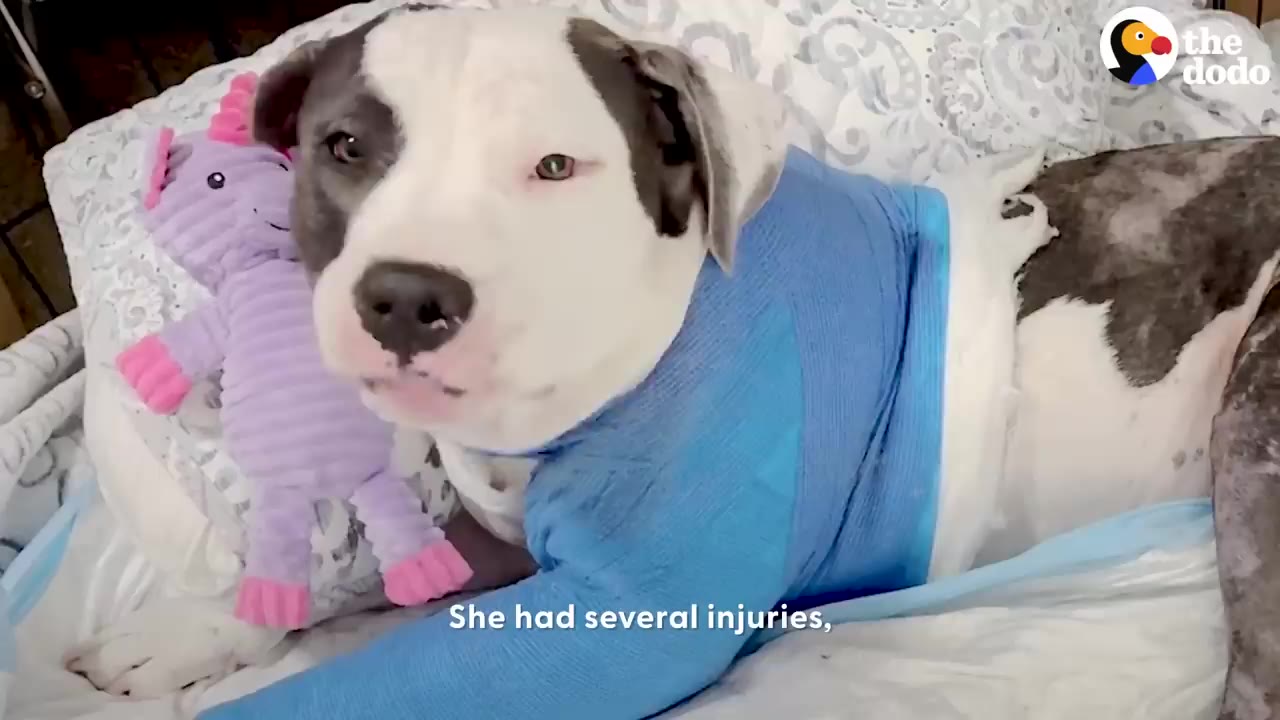 A pit bull dog with a blue medical wrap around her torso lies in a bed beside a purple stuffed animal.