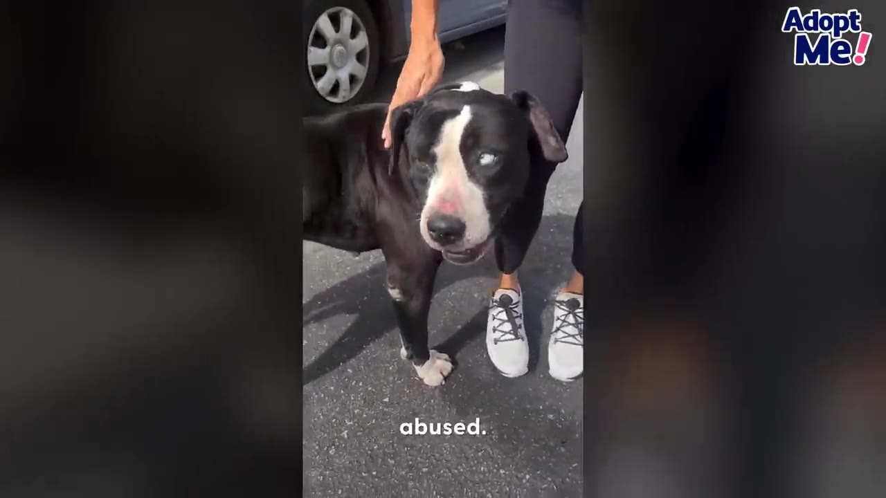 A person gently pets a black and white dog standing outside near a car.