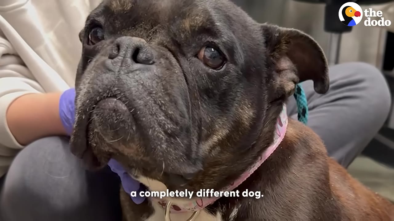 A close-up of a dark brindle French bulldog looking up with soft, expressive eyes while being gently held by a person wearing purple gloves.