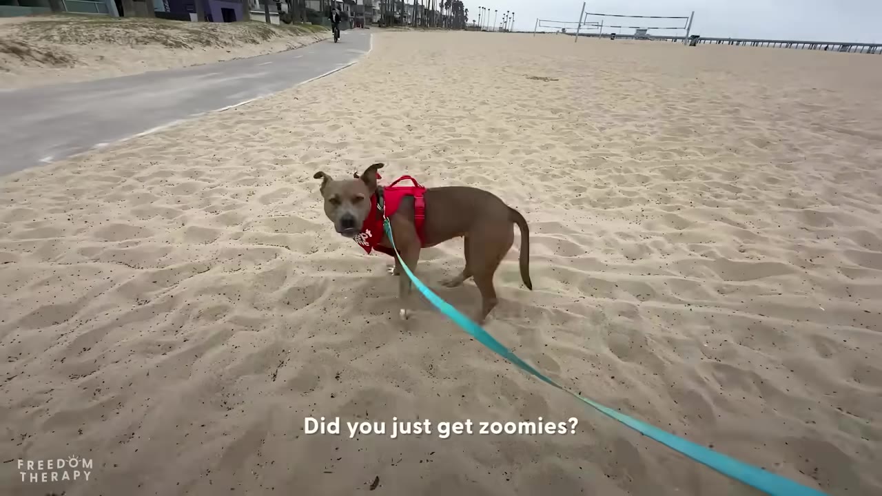 A brown dog wearing a red harness and bandana stands on a sandy beach on a leash.