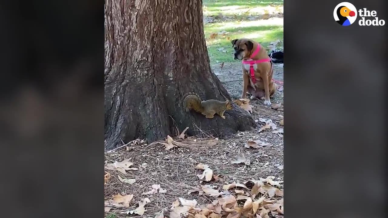 A brown dog wearing a pink harness sits patiently near the base of a large tree trunk while a squirrel stands on the tree's root.