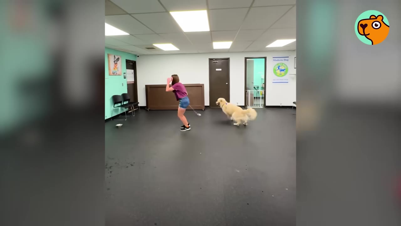 A golden retriever and its handler running across the floor inside an indoor dog training facility.