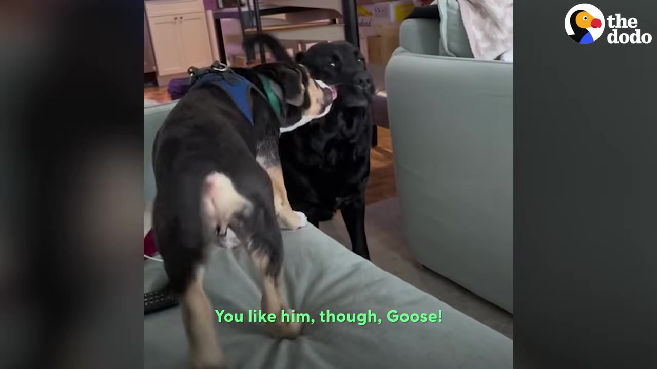 A small puppy wearing a blue harness licks the face of a black Labrador indoors.