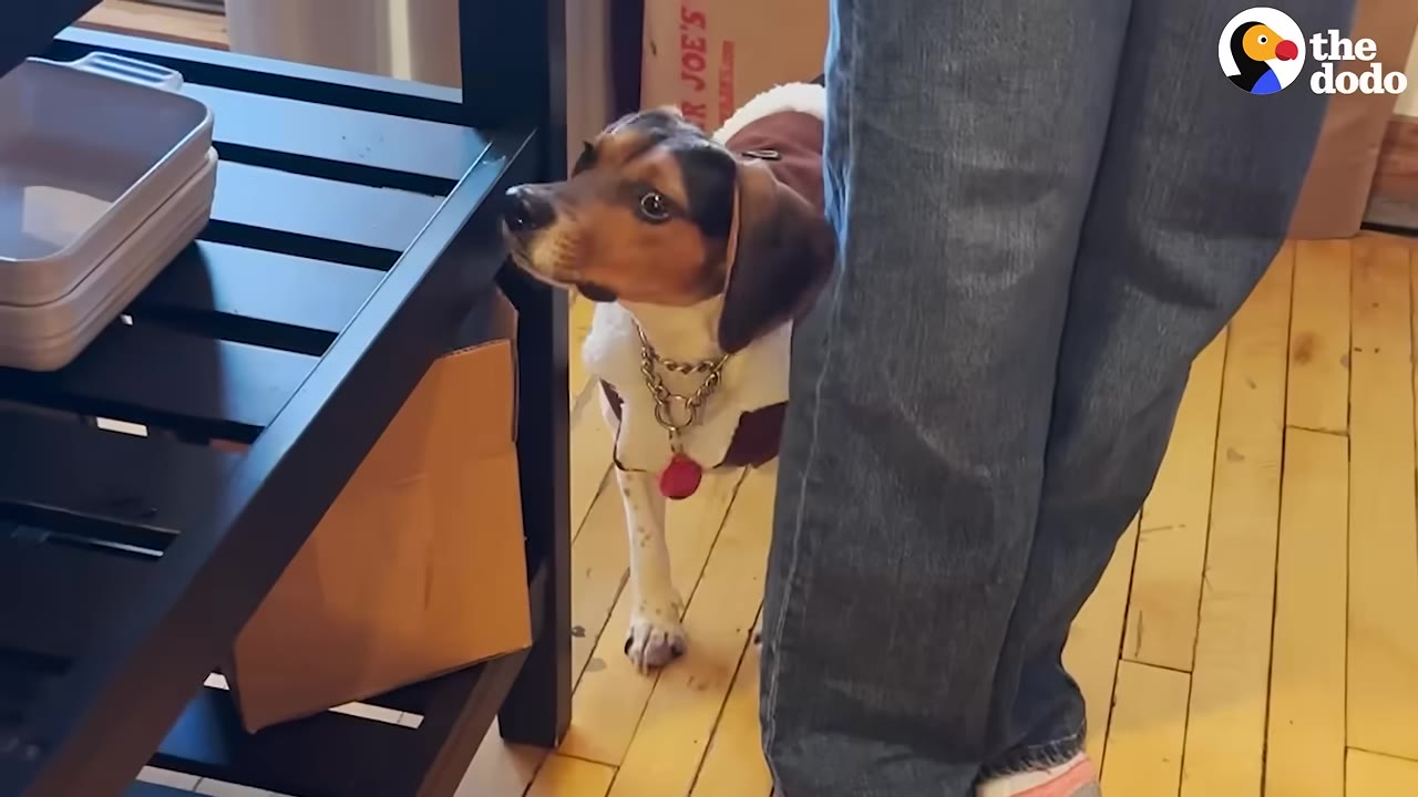A small beagle dog wearing a brown and white jacket stands on a wooden floor next to a person's legs, looking up curiously.