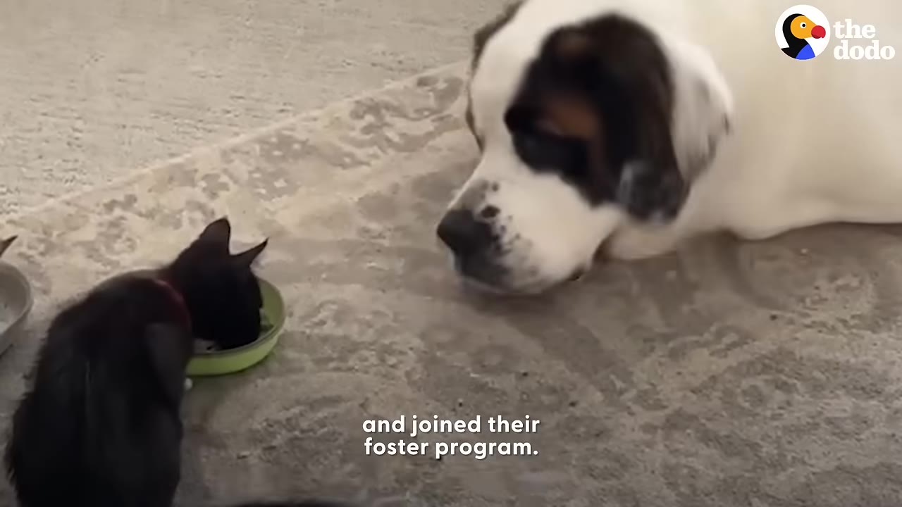 A large Saint Bernard dog lies on a rug, gently watching a small black kitten eat from a green bowl.