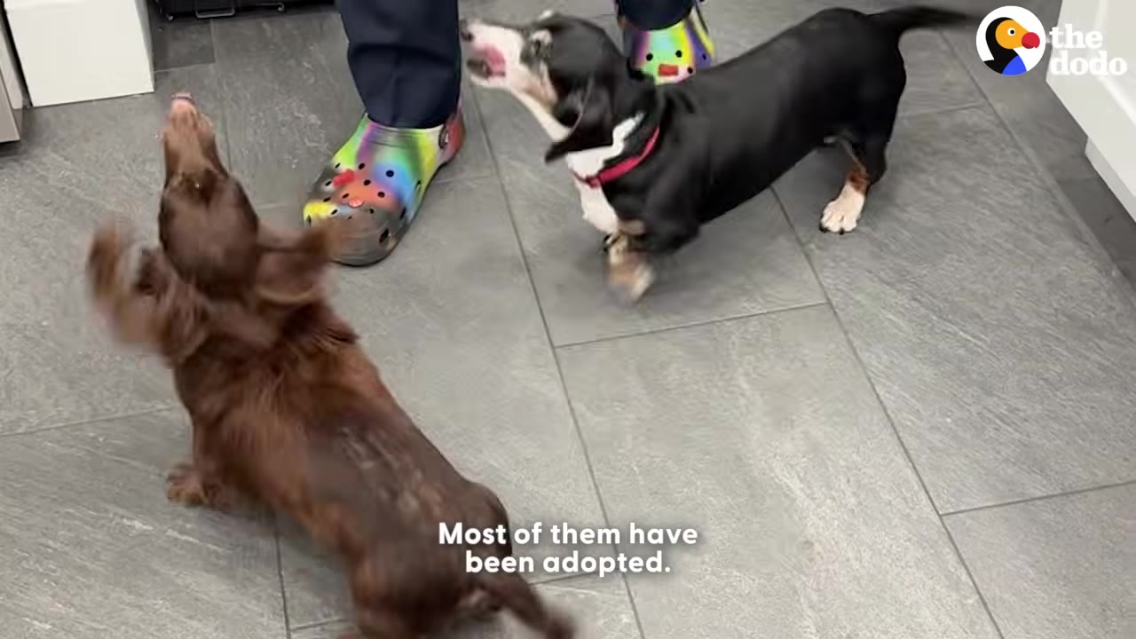 A brown dachshund and a black-and-tan dachshund stand on a tiled floor near a person wearing colorful tie-dye clogs.