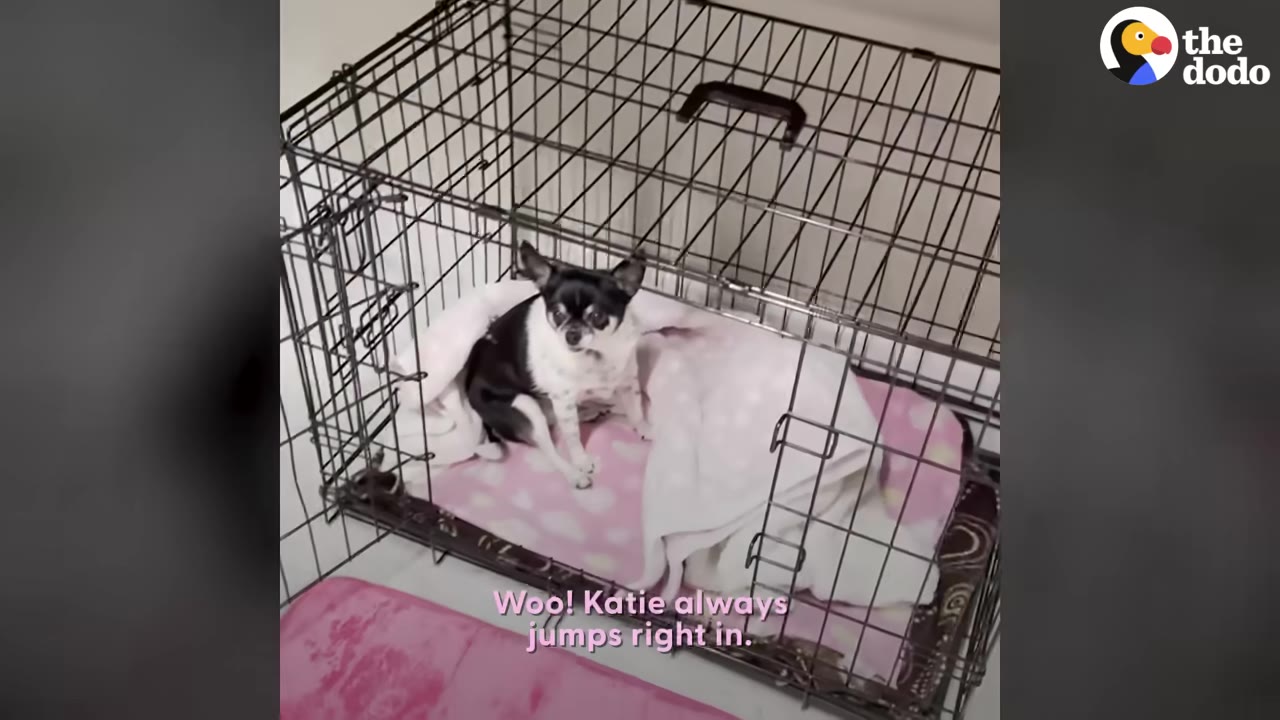 A small black and white Chihuahua mix sitting inside a metal wire dog crate on a pink blanket.