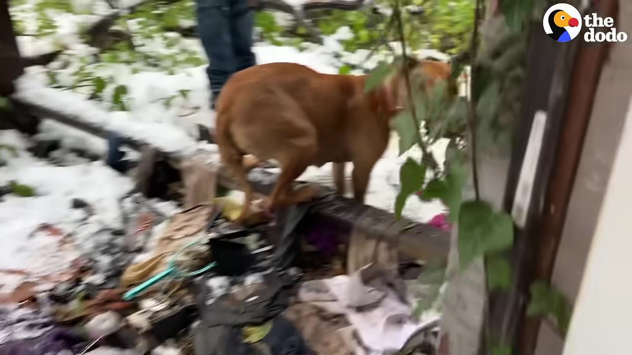 A brown dog walks carefully over debris and snow outside an abandoned structure, leading a person who is visible in the background.