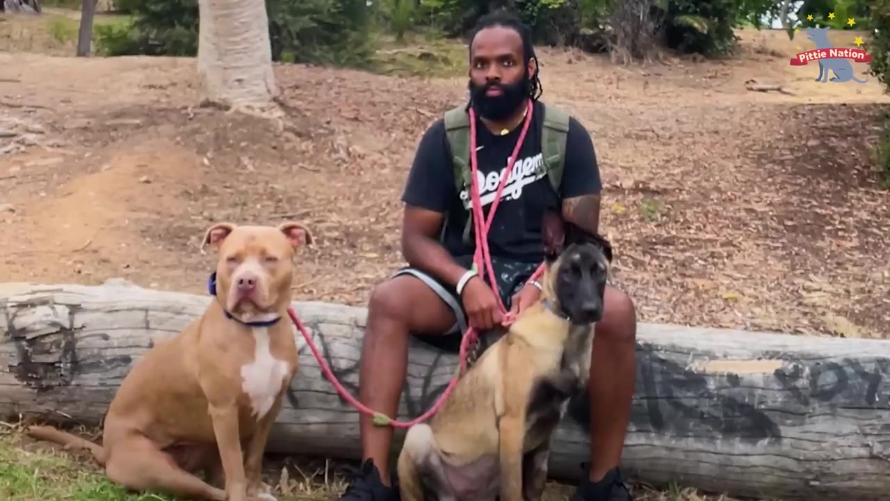 A man sits on a wooden log outdoors holding leashes attached to a pit bull and a Belgian Malinois sitting calmly beside him.