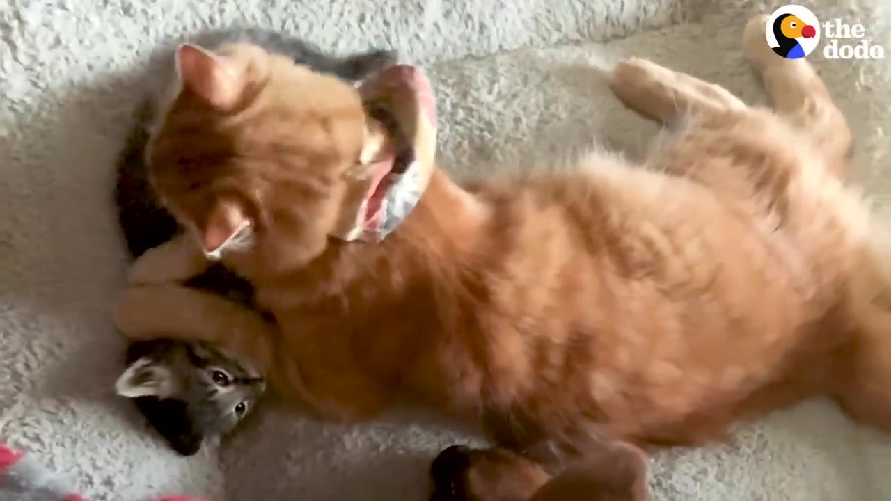 An orange cat lying on a fluffy white rug and gently playing with a small tabby kitten.