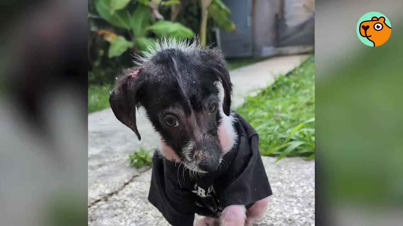 A small, scruffy rescue puppy wearing a black shirt looking directly at the camera outdoors.