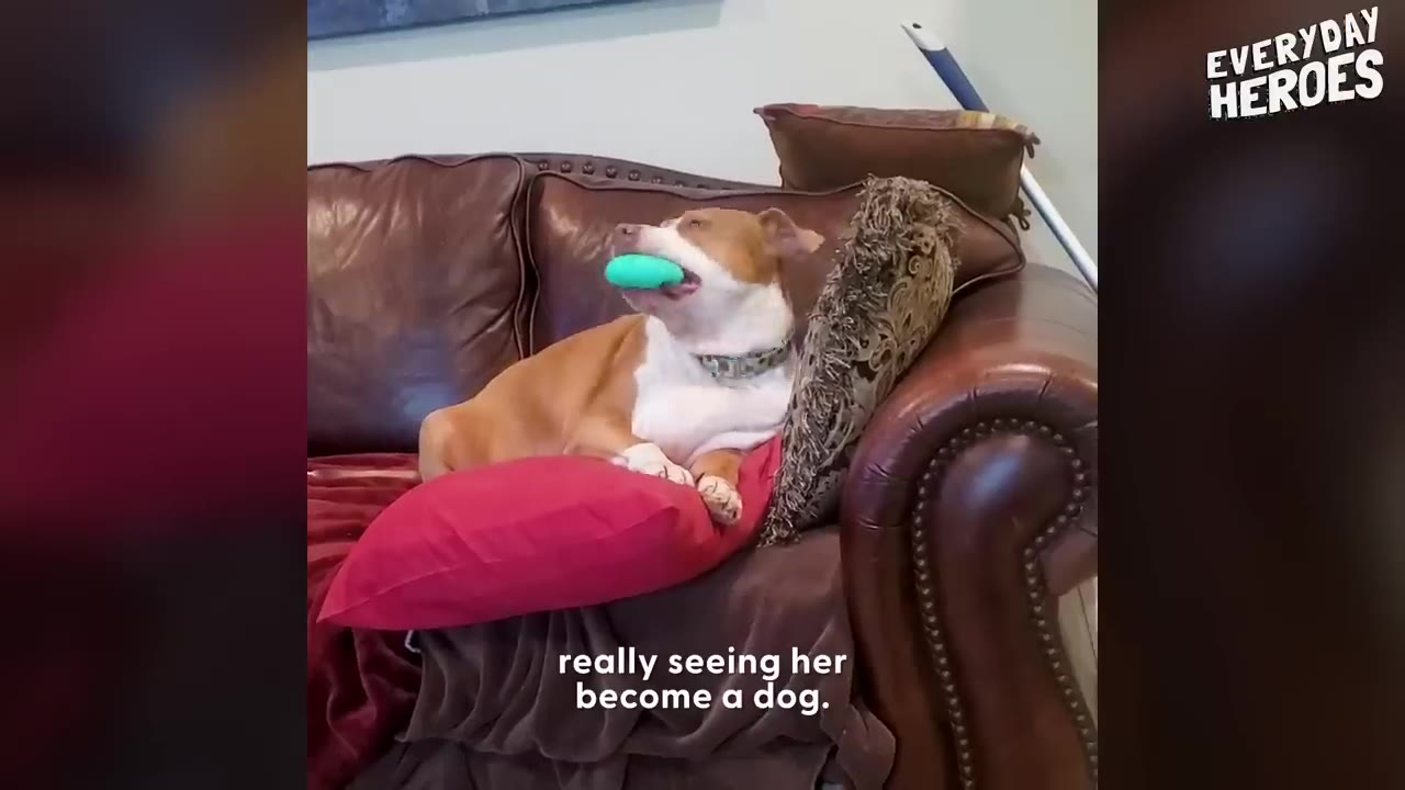 A brown and white pit bull mix relaxes on a leather couch holding a turquoise toy in her mouth.